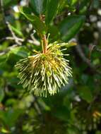 Image of Strawberry bush