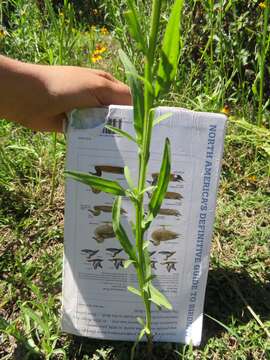 Image of Helenium amphibolum