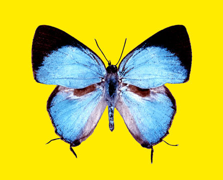 Image of <i>Dacalana kurosawai</i> Hayashi 1976
