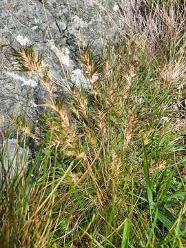 Image of fescue