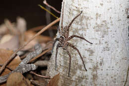 Image of Heteropoda jugulans (L. Koch 1876)