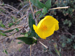 Image of tree poppy