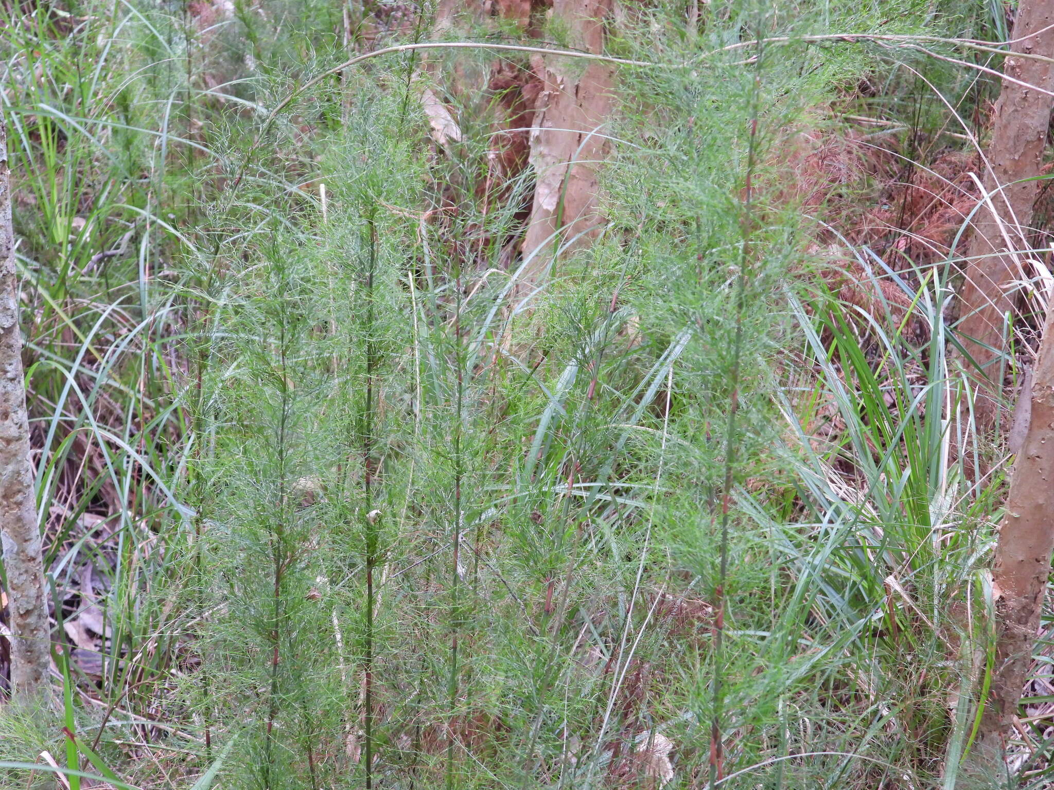 Слика од Baloskion tetraphyllum (Labill.) B. G. Briggs & L. A. S. Johnson