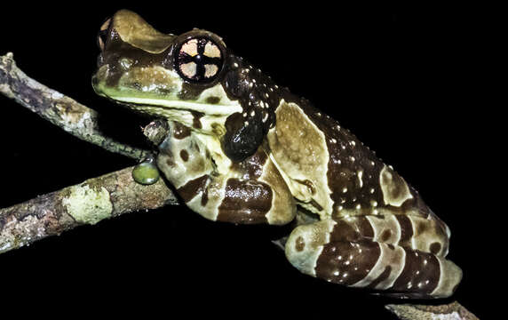 Image of Amazon Milk Frog