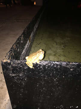 Image of Gulf Coast toad