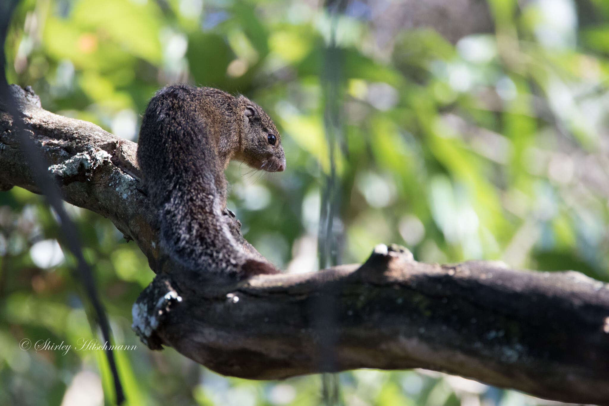 Image of Mutable Sun Squirrel