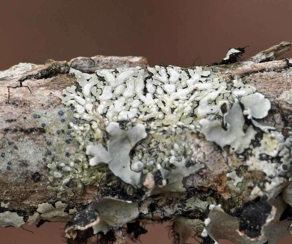 Image of pyxine lichen