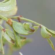 Image of Asphondylia fabalis Gagne 1990