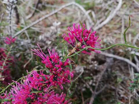 Image of Hakea myrtoides Meissn.