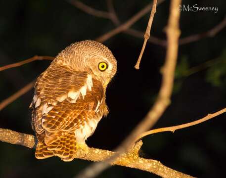 Image of Glaucidium capense ngamiense (Roberts 1932)