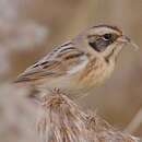 Image of Japanese Reed Bunting