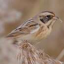 صورة Emberiza yessoensis (Swinhoe 1874)