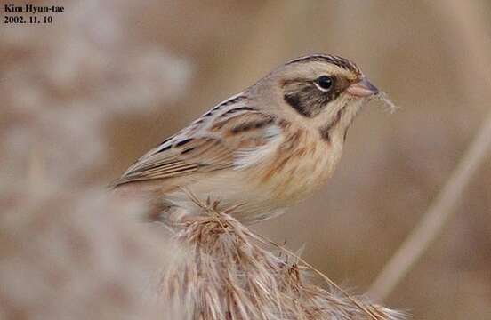 صورة Emberiza yessoensis (Swinhoe 1874)