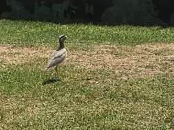 Image of Peruvian Thick-knee