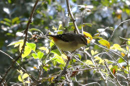 Image of Pardalotus punctatus punctatus (Shaw 1792)