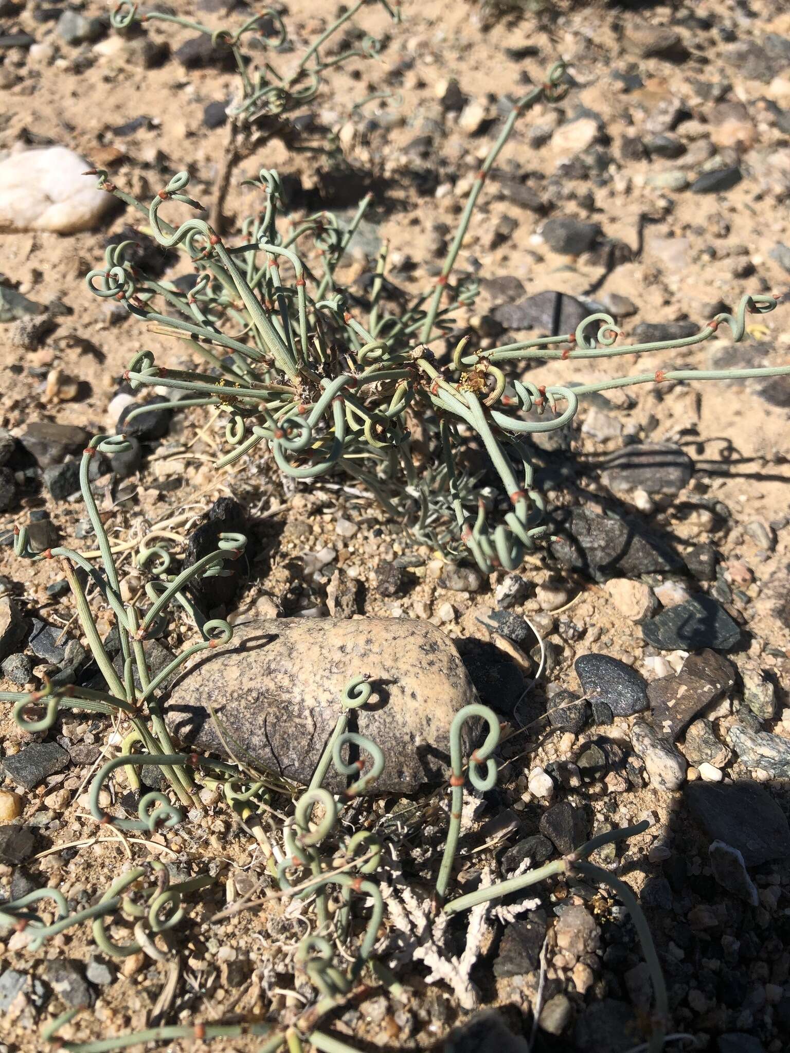 Image of Ephedra przewalskii Stapf