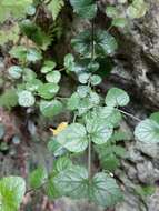 Image of <i>Scutellaria austrotaiwanensis</i>