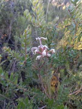 Image of Grevillea buxifolia subsp. buxifolia