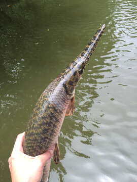 Image of Spotted gar