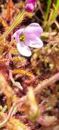 Image de Drosera liniflora Debbert