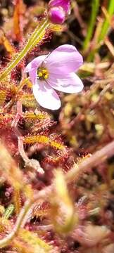 Image de Drosera liniflora Debbert