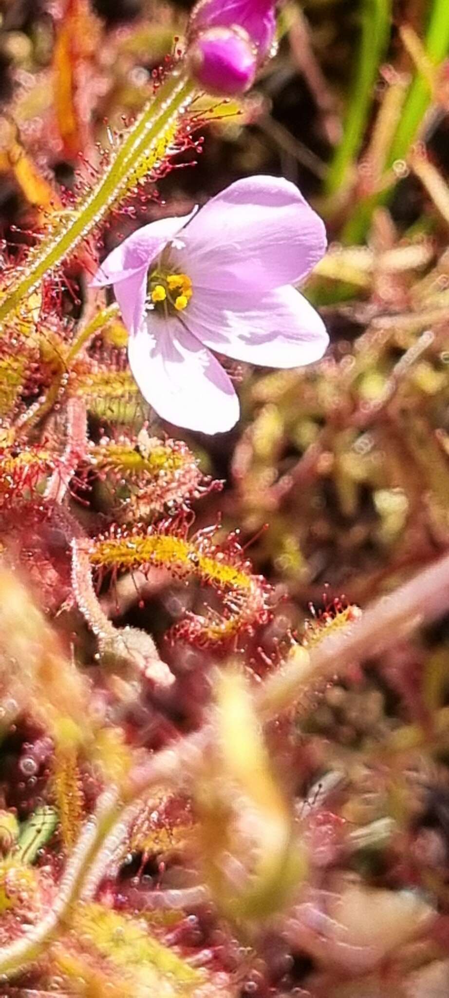 Image de Drosera liniflora Debbert