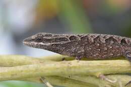 Image of Chiapas Ornate Anole