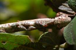 Imagem de Platycotis (Lophopelta) tuberculata Fairmaire 1846