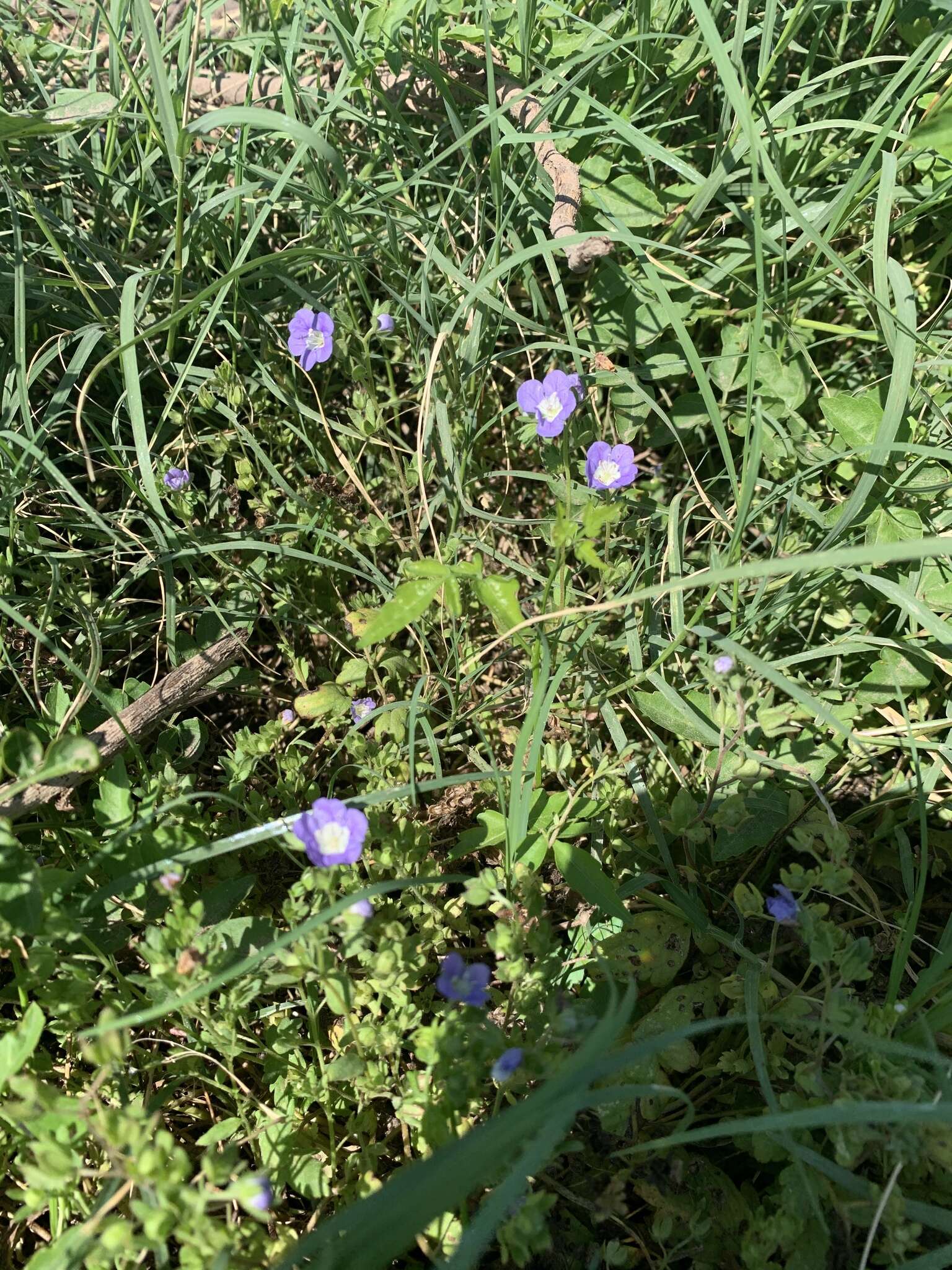 Phacelia austrotexana (J. A. Moyer) B. L. Turner的圖片