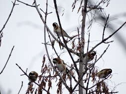 Carduelis carduelis carduelis (Linnaeus 1758)的圖片