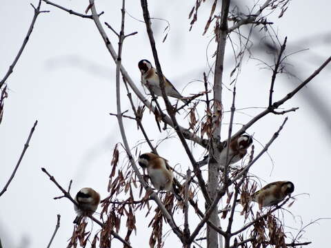 Imagem de Carduelis carduelis carduelis (Linnaeus 1758)