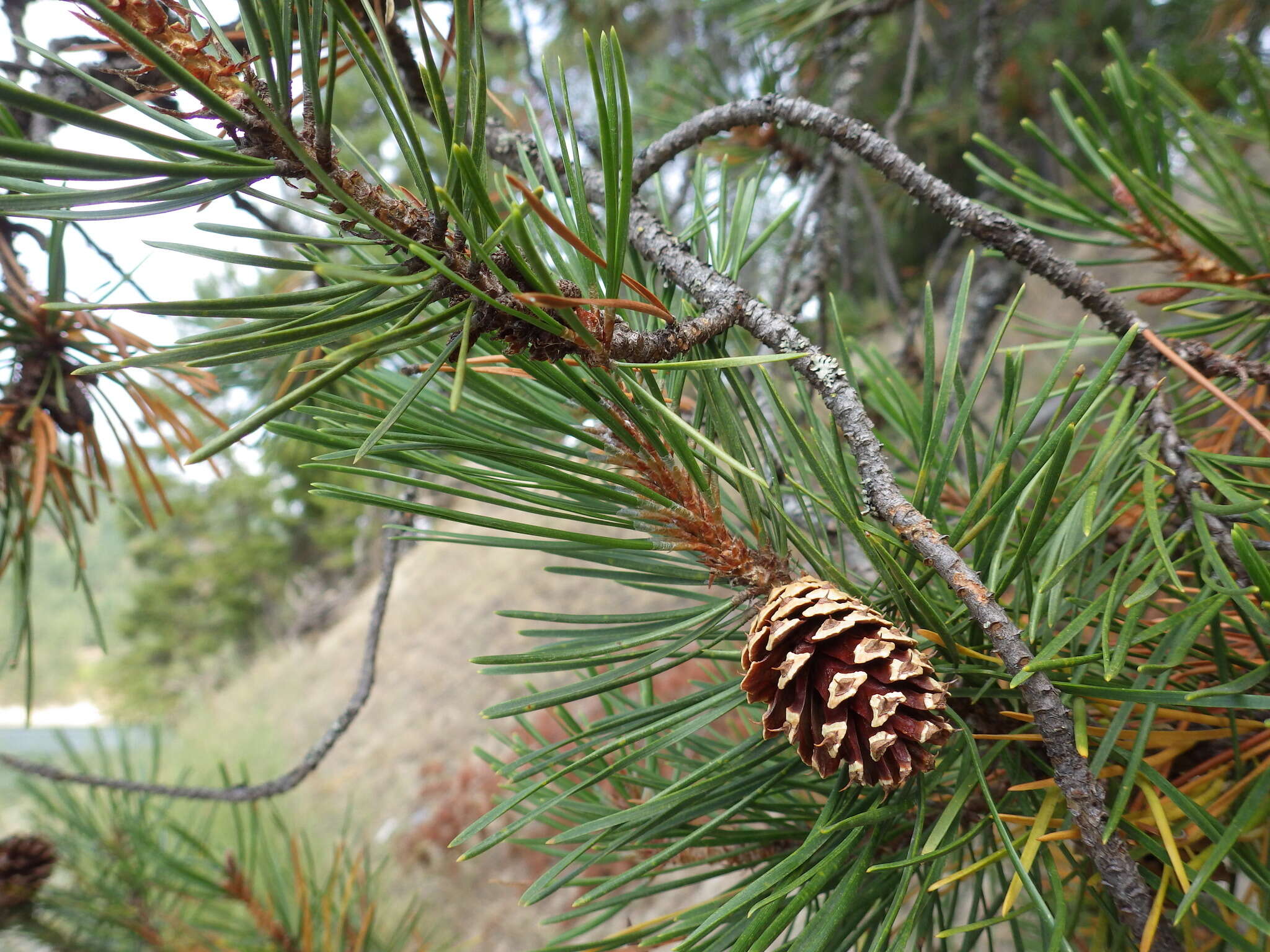 Imagem de Pinus contorta Douglas ex Loudon