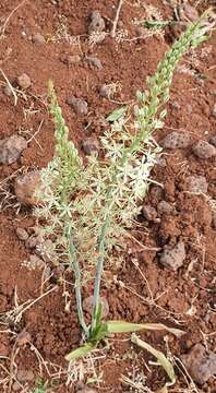 Image of Ornithogalum fuscescens Boiss. & Gaill.