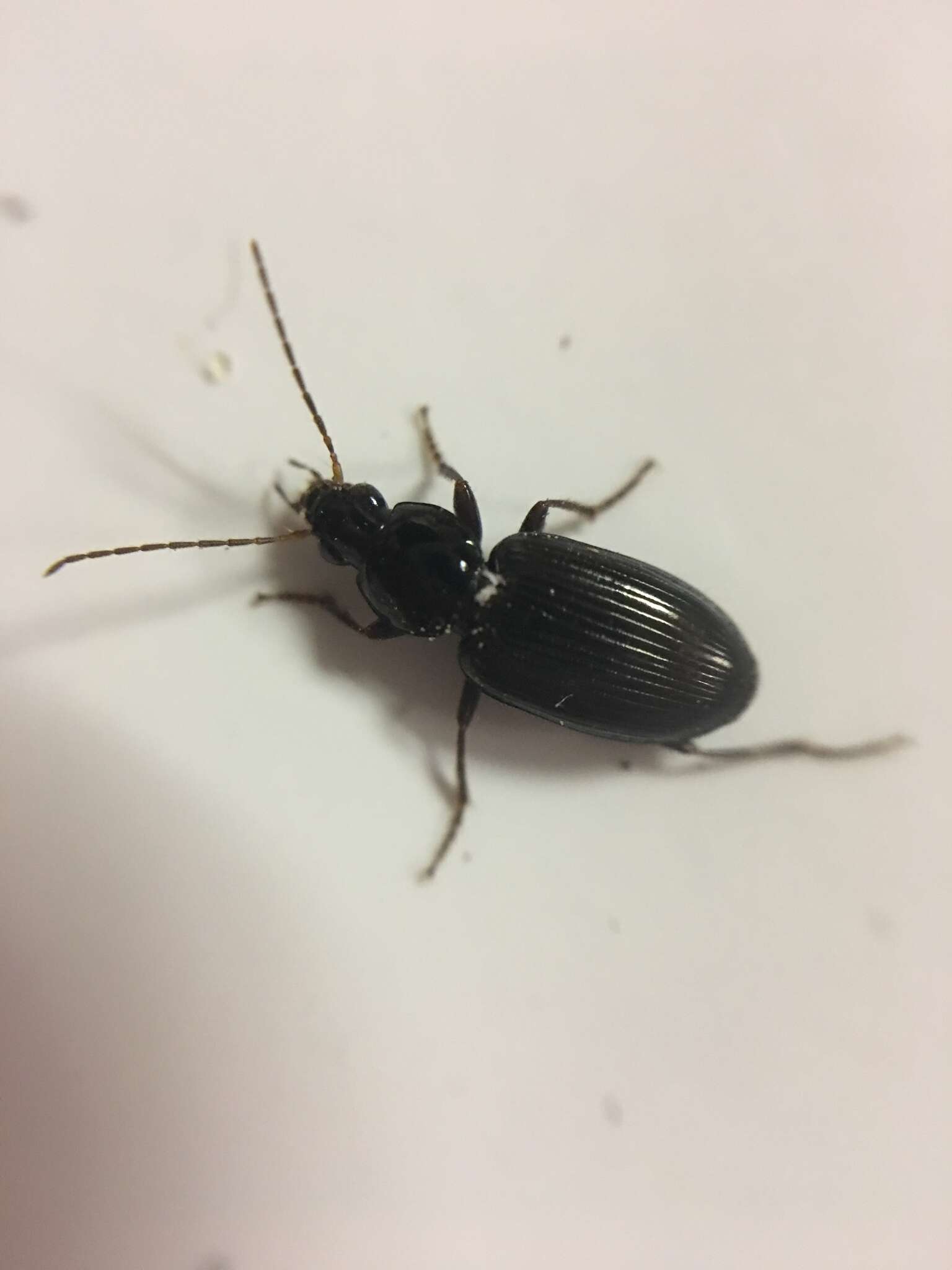 Agonum (Olisares) punctiforme (Say 1823)的圖片