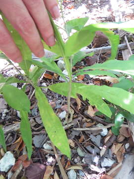 Image of wingleaf soapberry