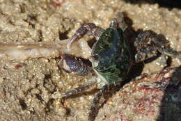 Metopograpsus quadridentatus Stimpson 1858的圖片