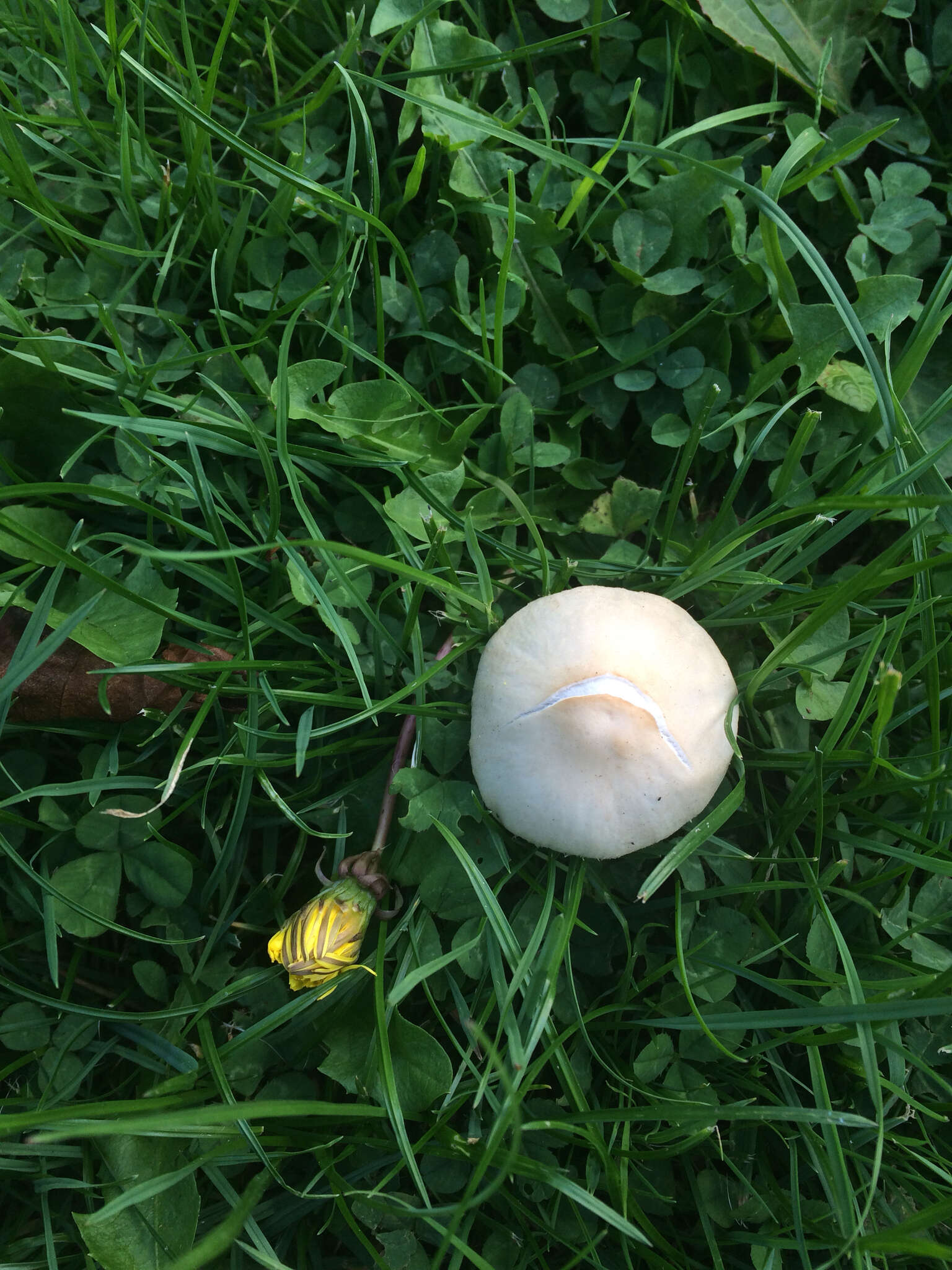 Image of Candolleomyces candolleanus (Fr.) D. Wächt. & A. Melzer