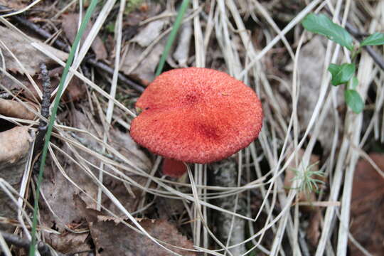 Image of Boletinus asiaticus Singer 1938