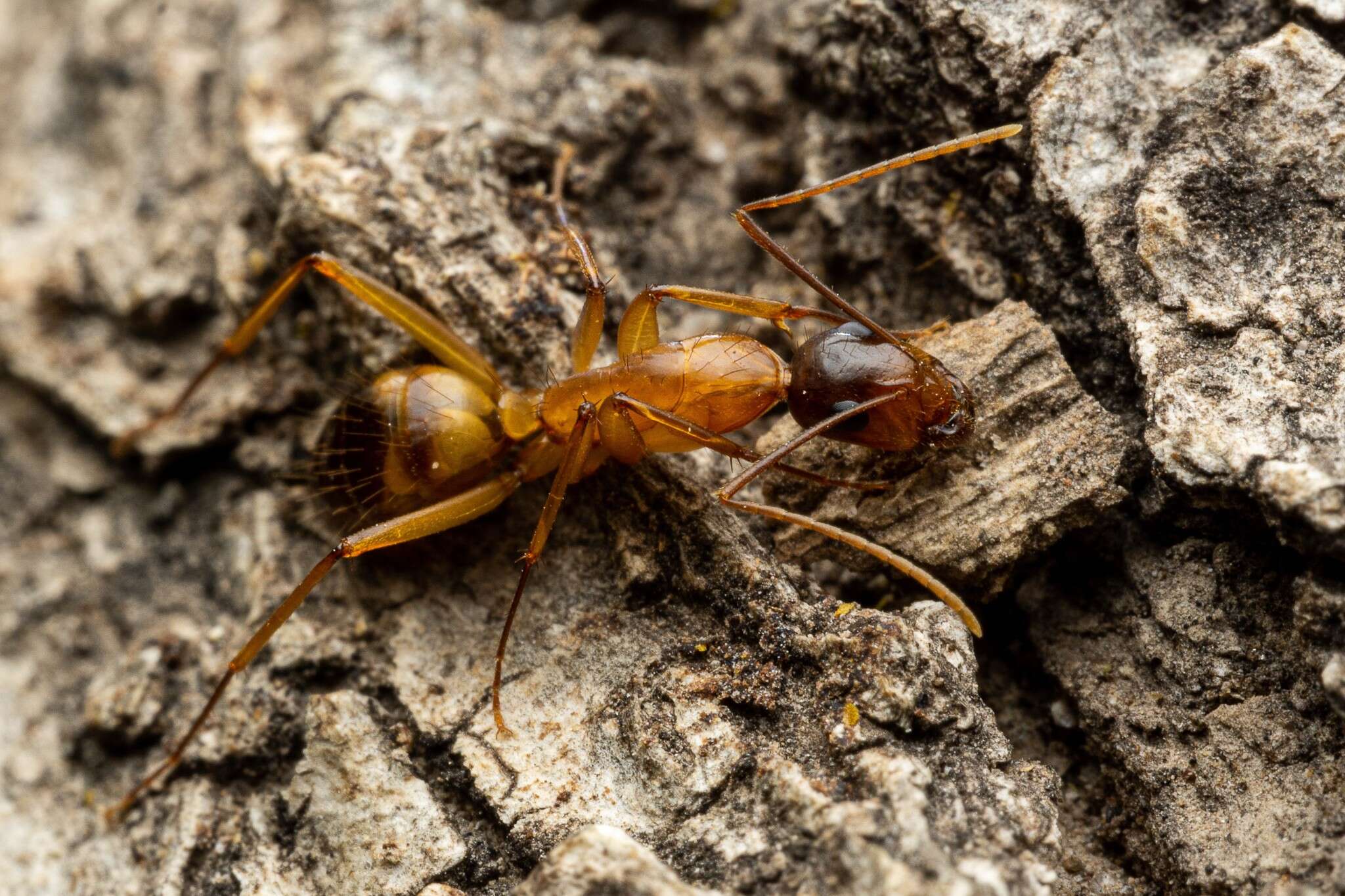 Image of Camponotus vafer Wheeler 1910