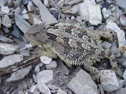 Image of Phrynosoma orbiculare dugesii (Duméril & Bocourt 1870)