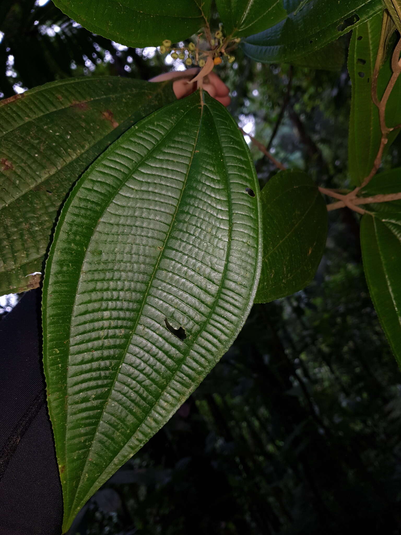 Miconia variabilis Gamba & Almeda的圖片