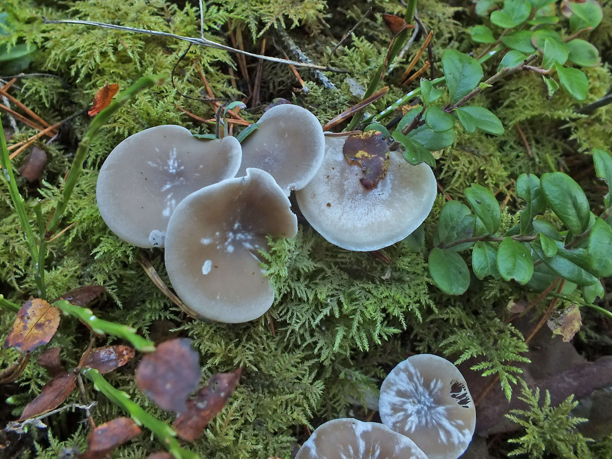 Image of Clitocybe metachroa (Fr.) P. Kumm. 1871