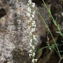 صورة Anarrhinum laxiflorum Boiss.