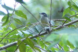 Image of Pachycephala griseonota examinata Hartert 1898