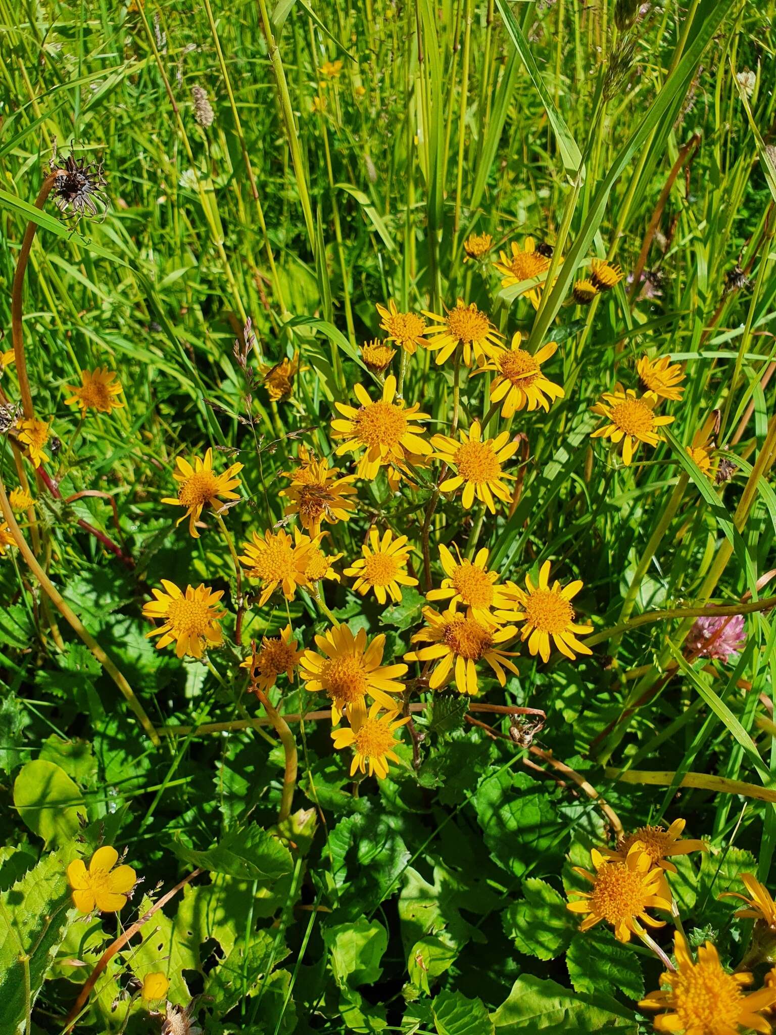 Слика од Jacobaea subalpina (W. D. J. Koch) Pelser & Veldkamp