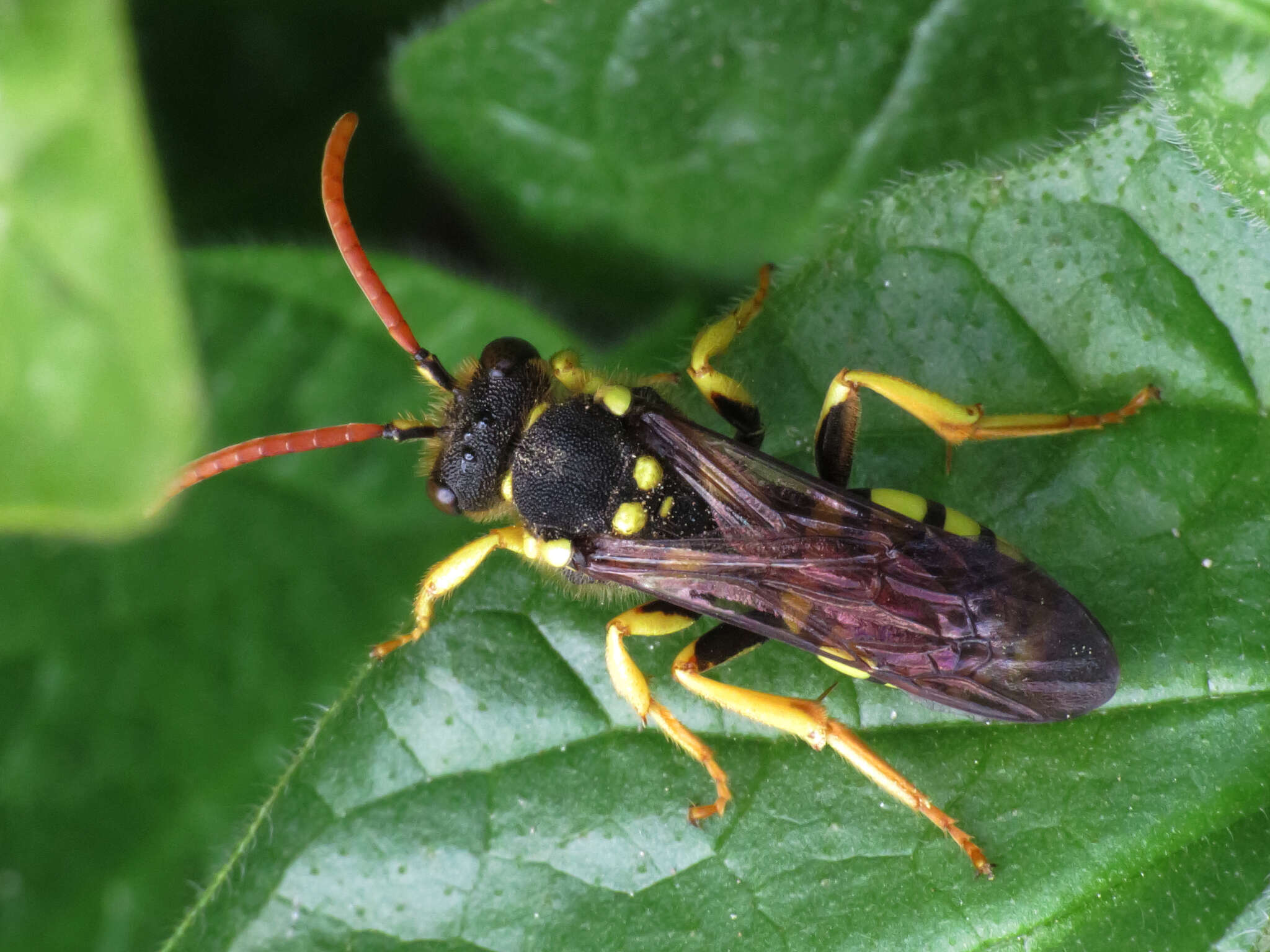 Image of Nomada succincta Panzer 1798