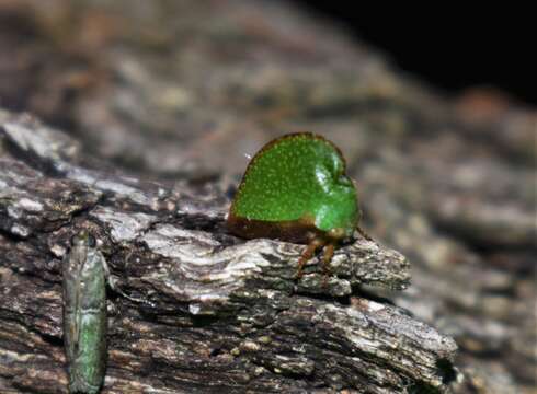 Image of Archasia auriculata Fitch