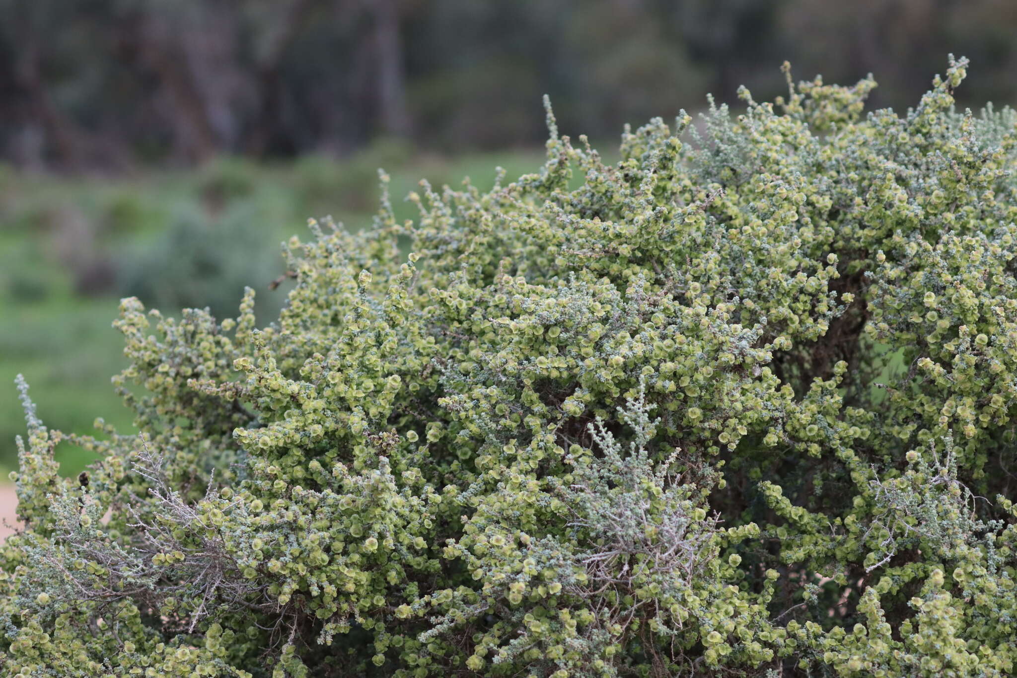 Maireana pyramidata (Benth.) P. G. Wilson resmi