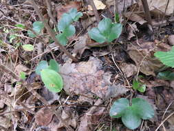 Image of roundlobe hepatica