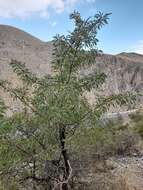 Image of Pyrus salicifolia Pall.